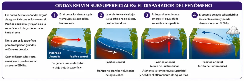 Esquema del fenómeno de El Niño alterando la Circulación de Walker y el clima.