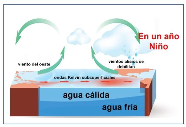 El Niño No Es Una Tormenta Cómo El Pacífico Redefine El Clima De Uruguay Diagrama tridimensional del océano Pacífico durante un año Niño, mostrando el debilitamiento de los vientos alisios, la aparición de vientos del oeste y el desplazamiento de las ondas Kelvin subsuperficiales cálidas hacia Sudamérica.