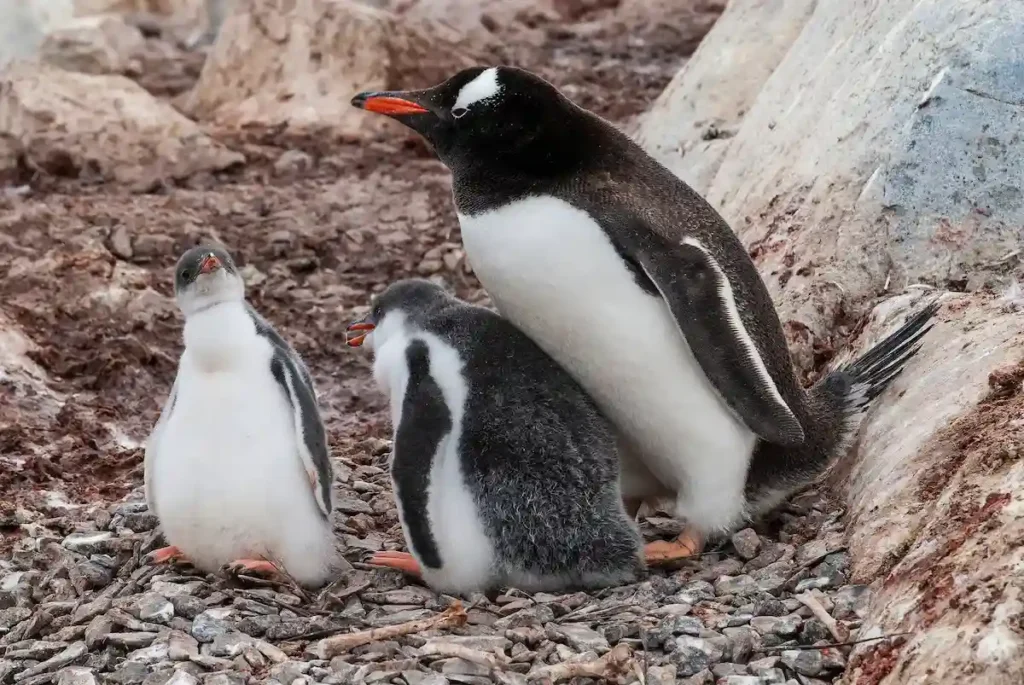 Un pingüino papúa alimentando a sus polluelos en un nido de piedras.