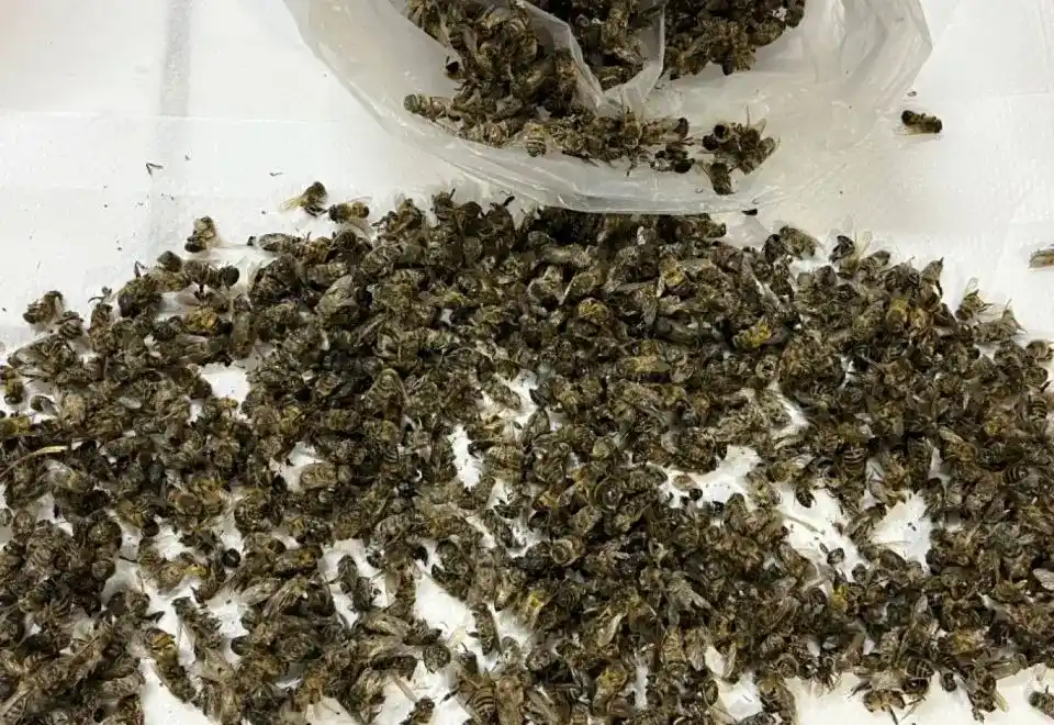 Muestra de laboratorio con miles de abejas muertas por pesticidas, analizada en el marco del Día de las Abejas en Uruguay.