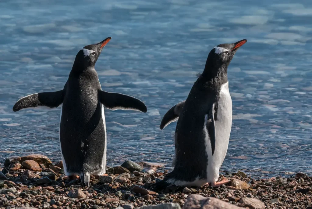 Una pareja de pingüinos papúa juntos sobre la costa rocosa de la península antártica.