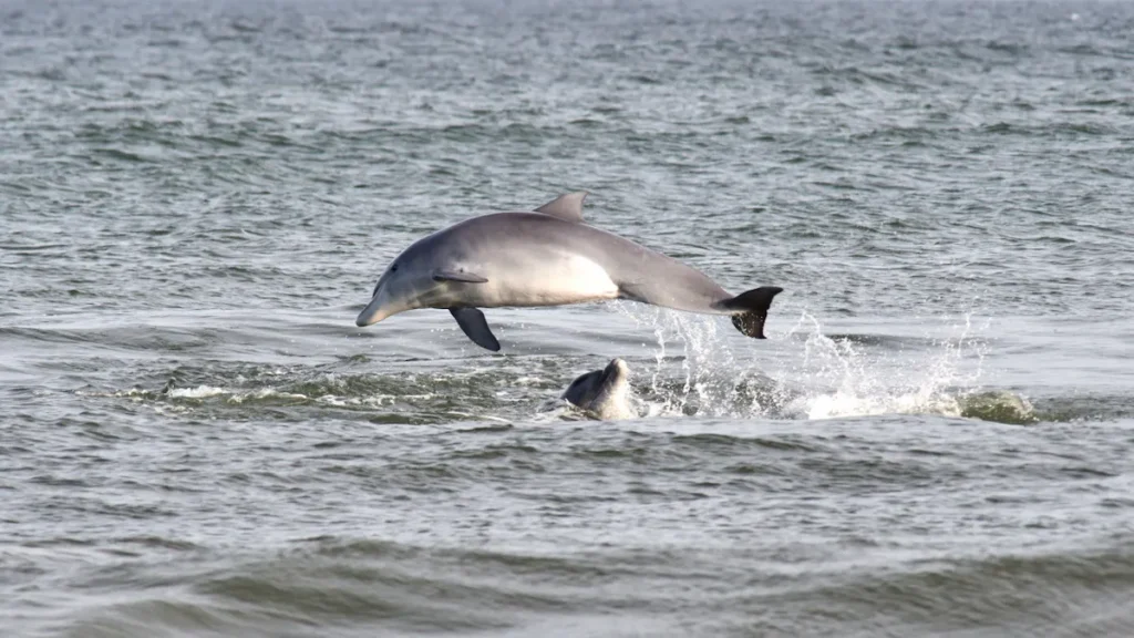 Delfines saltando en el mar de Rocha, un ecosistema protegido por ley ante los riesgos de la prospección petrolera en Uruguay.