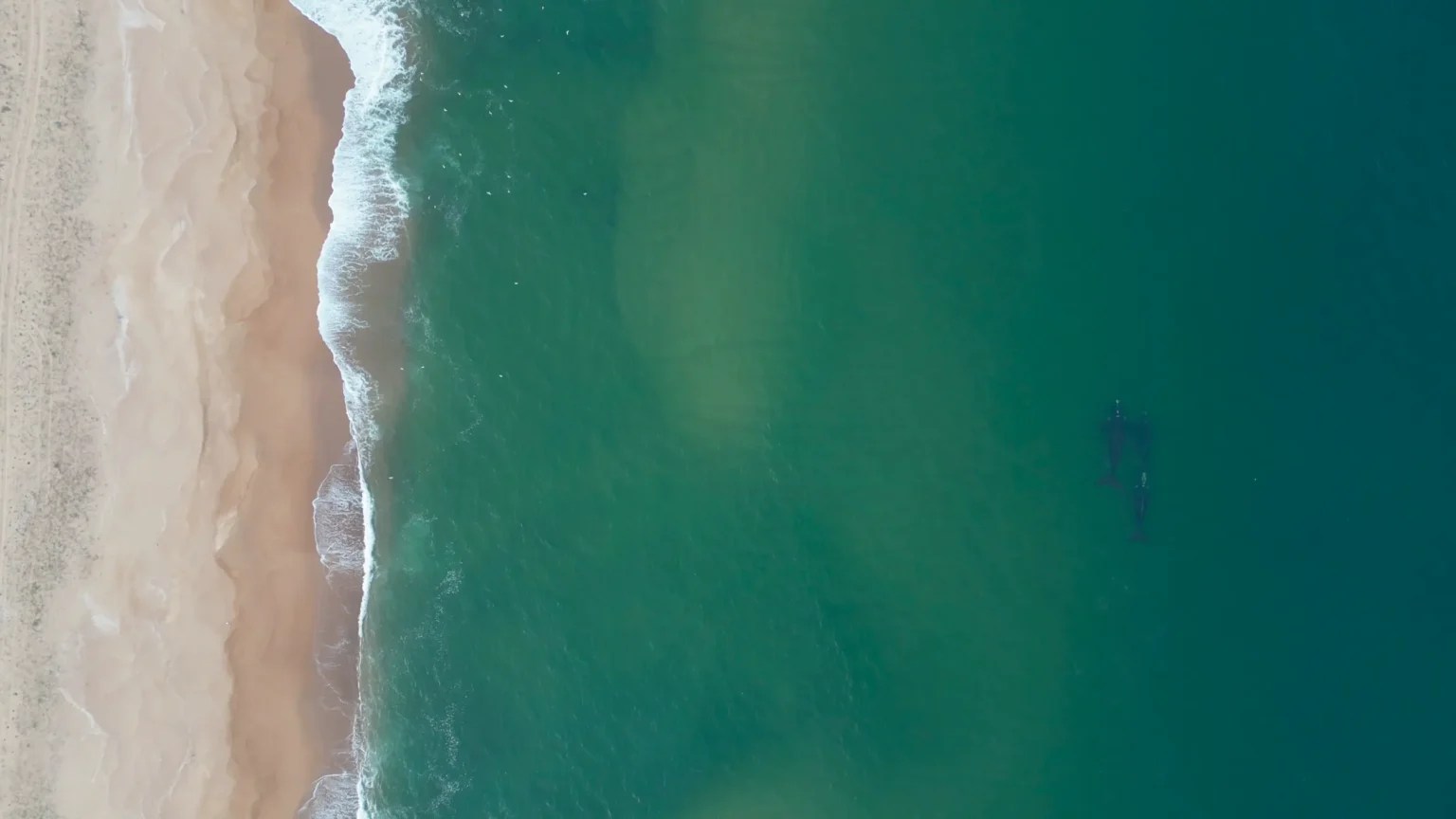 El Mar Frente Al Estrado Vista aérea de dos ballenas francas australes nadando cerca de la costa y la playa en el mar uruguayo, ilustrando el santuario marino en peligro por la exploración petrolera.