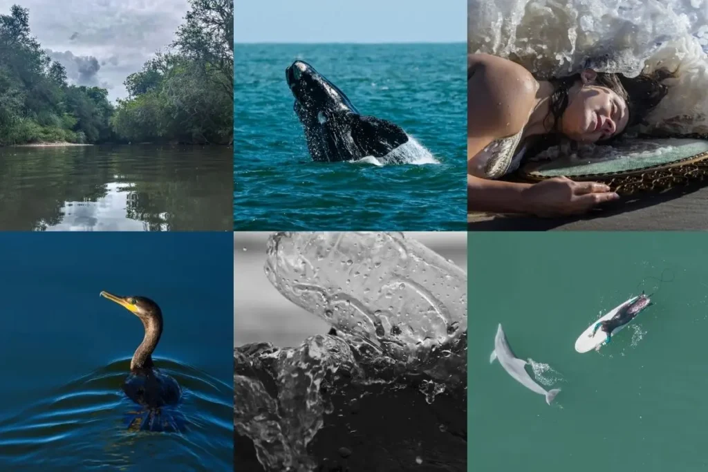 Collage de seis fotografías uruguayas sobre el agua y la conservación para la muestra virtual Ojo al Agua de Ambienta.