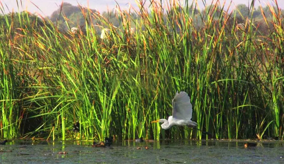 Garza blanca en vuelo sobre los juncos y totorales en los Humedales del Santa Lucía, área protegida del SNAP en Uruguay.