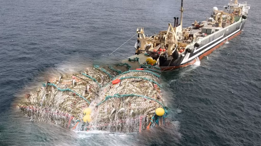 Buque arrastrero industrial extrayendo una red masiva llena de peces en el océano.
