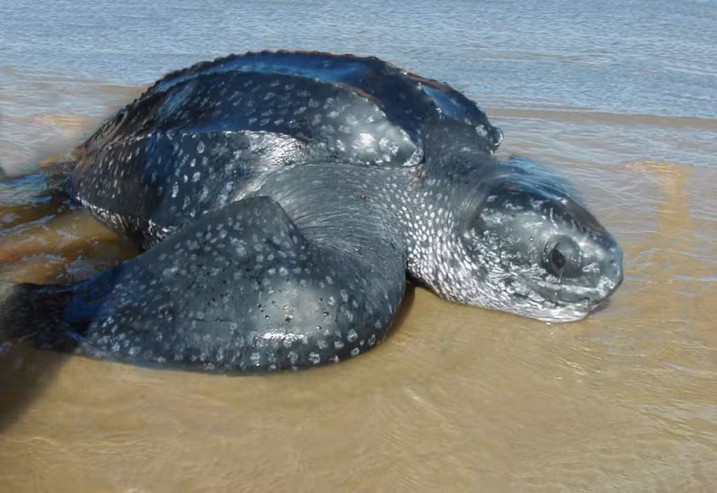 Tortuga Siete Quillas gigante en la orilla de la costa de Maldonado, Uruguay, para ilustrar el avistamiento de la especie.