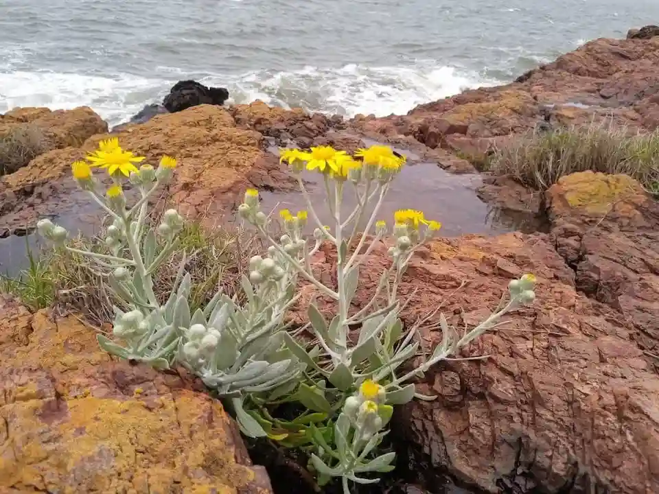 Detalle de la vegetación nativa y flora sobre el suelo rocoso de la península de Punta Ballena, Maldonado.