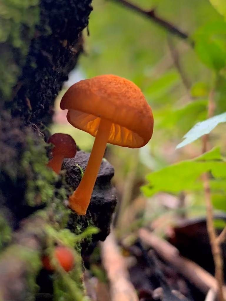 Emanuel Machín Autor De La Guía De Hongos De Uruguay me Preocupa Cuando La Gente Quiere Comer Hongos Antes De Conocerlos Biodiversidad del bosque nativo de Uruguay investigada por Emanuel Machín para su publicación.