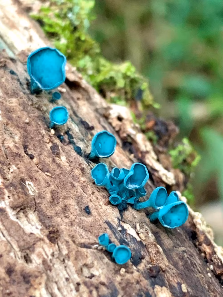 Emanuel Machín Autor De La Guía De Hongos De Uruguay me Preocupa Cuando La Gente Quiere Comer Hongos Antes De Conocerlos Hongo Copa de Elfo del género Chlorociboria fotografiado por Emanuel Machín en un bosque de Uruguay.