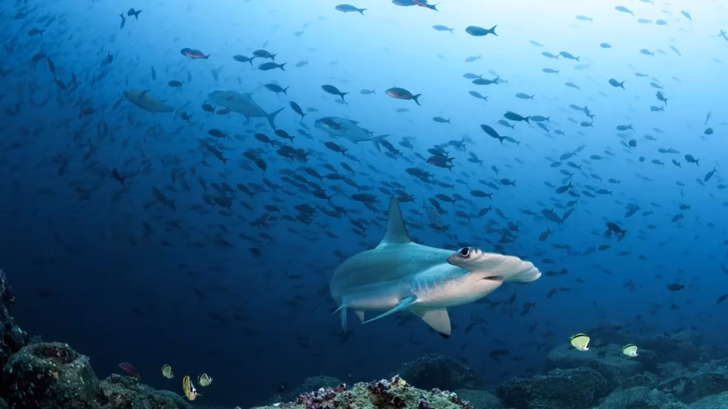 Grupo de tiburones martillo nadando en las profundidades de las islas Galápagos.
