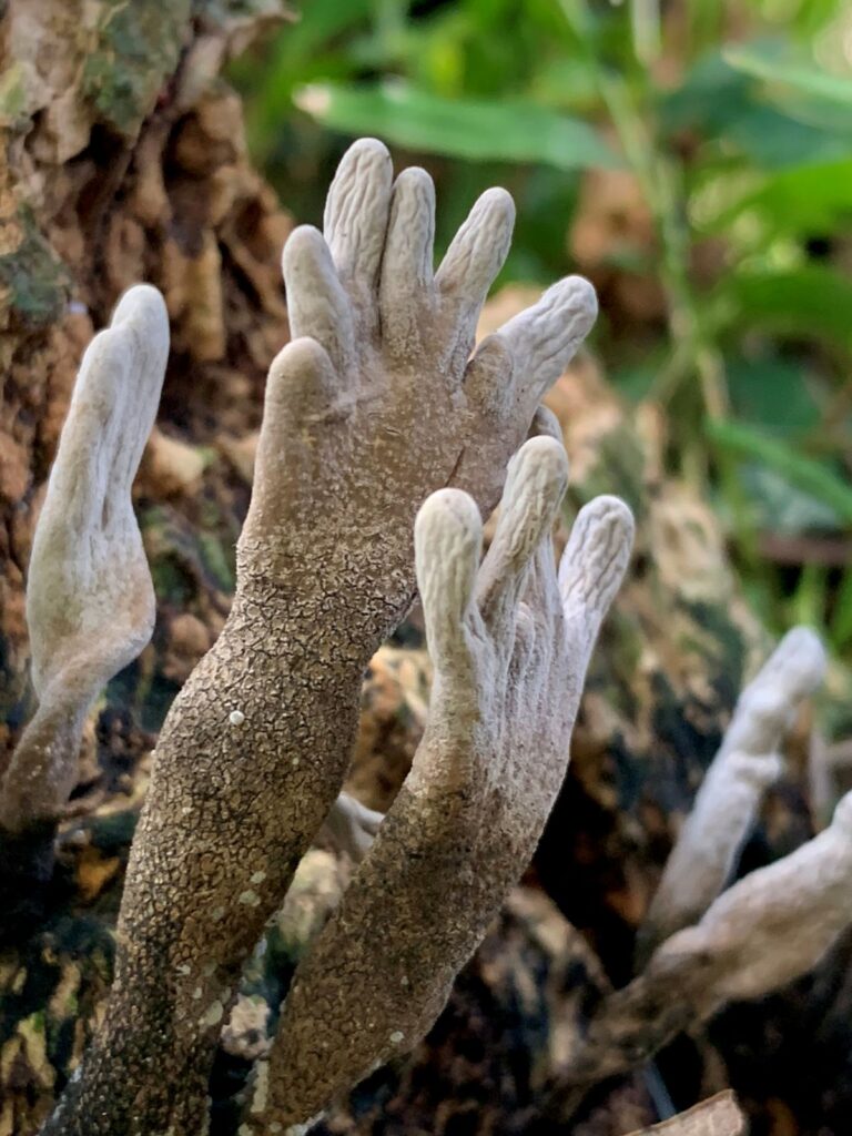 Emanuel Machín Autor De La Guía De Hongos De Uruguay me Preocupa Cuando La Gente Quiere Comer Hongos Antes De Conocerlos Hongo Dedos de muerto Xylaria polymorpha en un tronco, fotografía de Emanuel Machín.