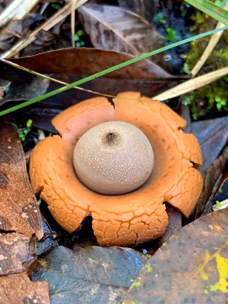 Emanuel Machín Autor De La Guía De Hongos De Uruguay me Preocupa Cuando La Gente Quiere Comer Hongos Antes De Conocerlos Hongo estrella de tierra del género Geastrum en su hábitat natural, capturado por Emanuel Machín.