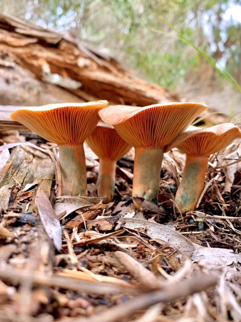 Ejemplares de hongo de pino creciendo en el suelo de un bosque
