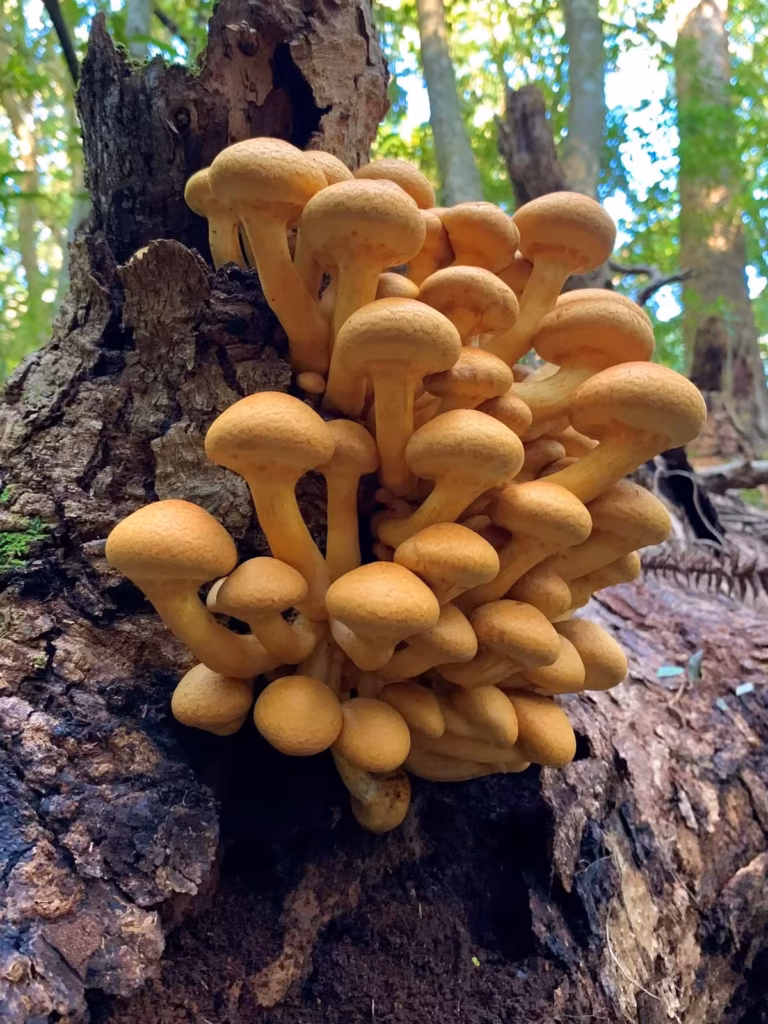 Emanuel Machín Autor De La Guía De Hongos De Uruguay me Preocupa Cuando La Gente Quiere Comer Hongos Antes De Conocerlos Grupo de hongos de eucalipto del género Gymnopilus en un tronco, registro de Emanuel Machín.