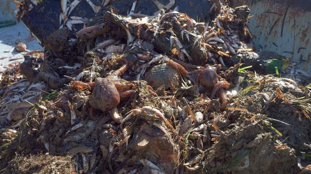Captura incidental provocada por la pesca de arrastre sobre especies de la biodiversidad marina y ecosistemas bentónicos.