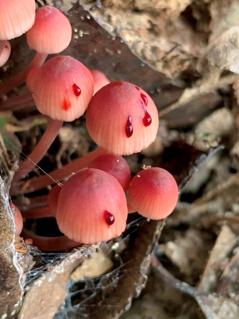 Emanuel Machín Autor De La Guía De Hongos De Uruguay me Preocupa Cuando La Gente Quiere Comer Hongos Antes De Conocerlos Hongo Micena sangrante Mycena haematopus registrado en Uruguay por Emanuel Machín.
