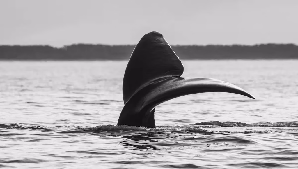 Cola de ballena franca austral en el mar uruguayo, zona amenazada por la prospección sísmica y los contratos petroleros de ANCAP