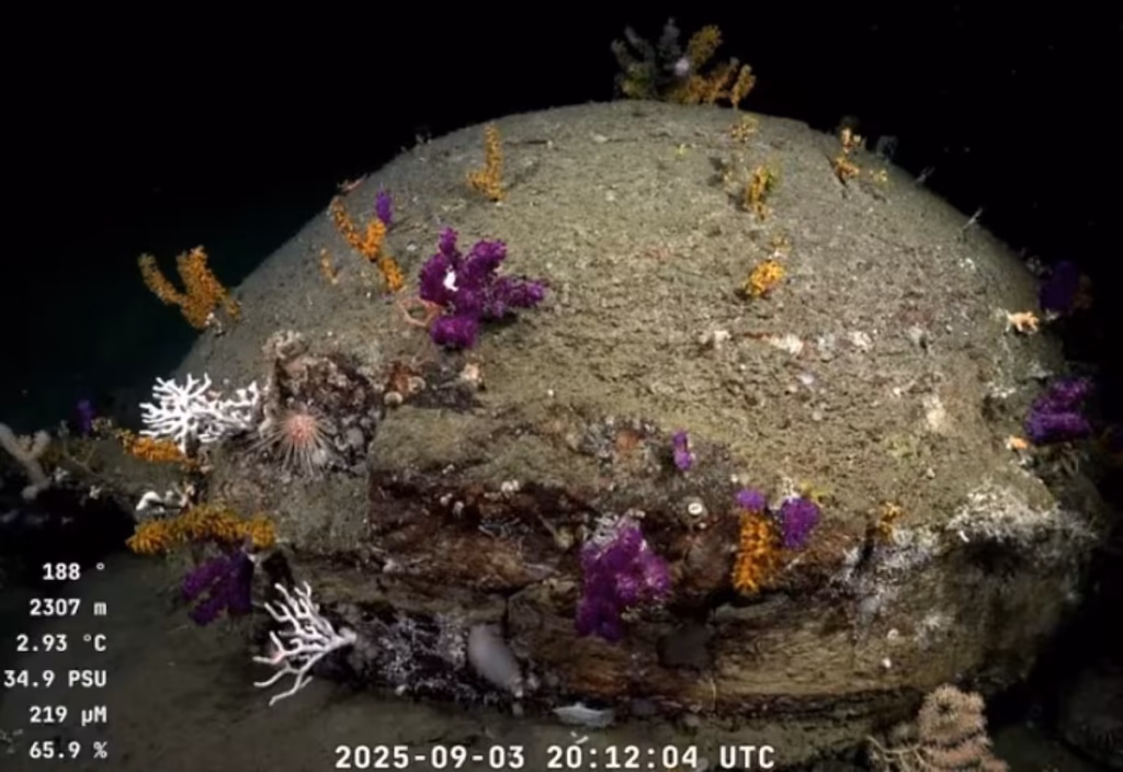 qué Puede Enseñarnos El Mar Biodiversidad del fondo marino uruguayo durante la expedición Uruguay SUB200