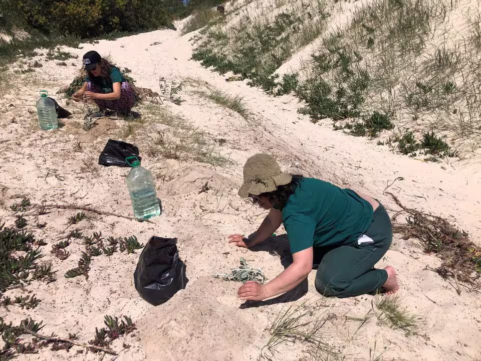 Jóvenes realizan tareas de restauración ecológica en dunas costeras de Uruguay.