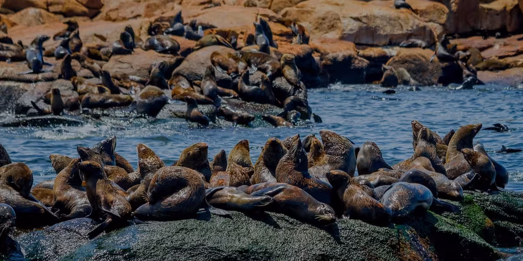 Punta Del Este Lo Que Los Lobos Marinos Nos Están Diciendo Colonia vinculada con los lobos marinos en Punta del Este sobre las rocas de la Isla de Lobos.