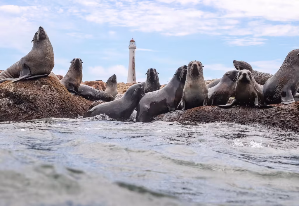 Punta Del Este Lo Que Los Lobos Marinos Nos Están Diciendo Lobos marinos en Punta del Este sobre las rocas de la Isla de Lobos, con el faro al fondo.