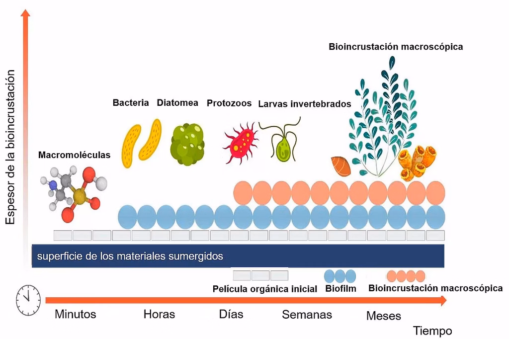Diagram of biofouling on submerged materials over time, from initial organic film to biofilm and macroincrustation, with bacteria, diatoms, protozoa, larvae, algae and shells.