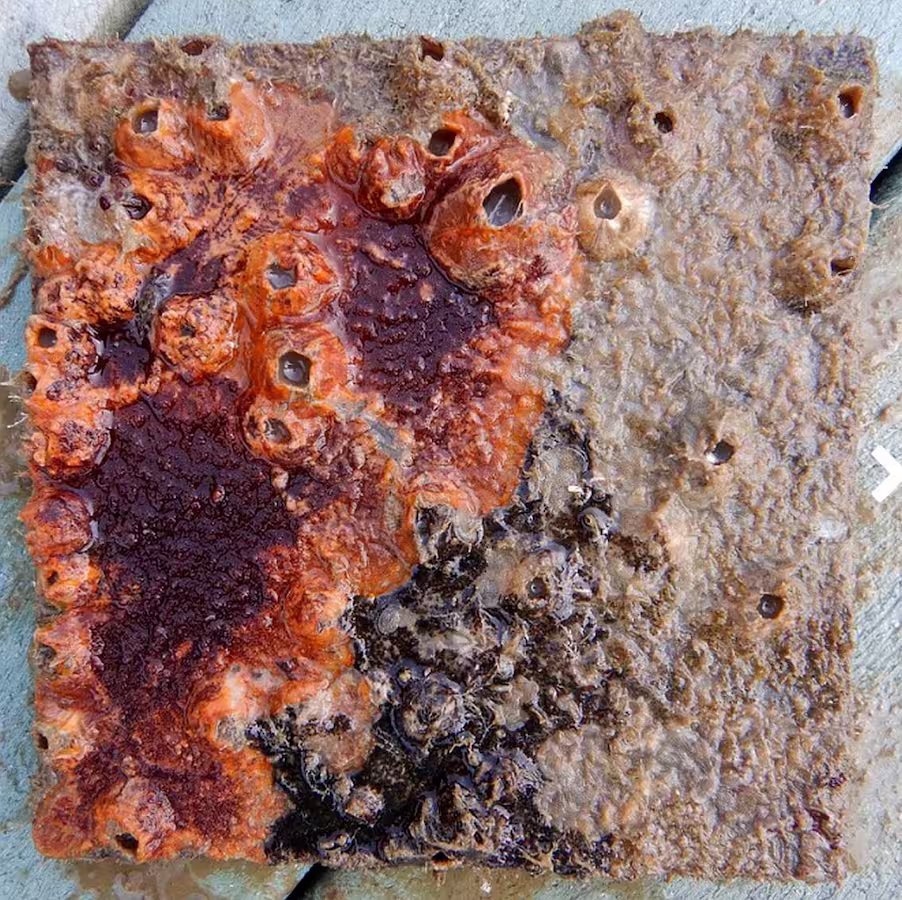 Muestras de paneles sumergidos recuperados para la investigación de oceanografía en Uruguay.